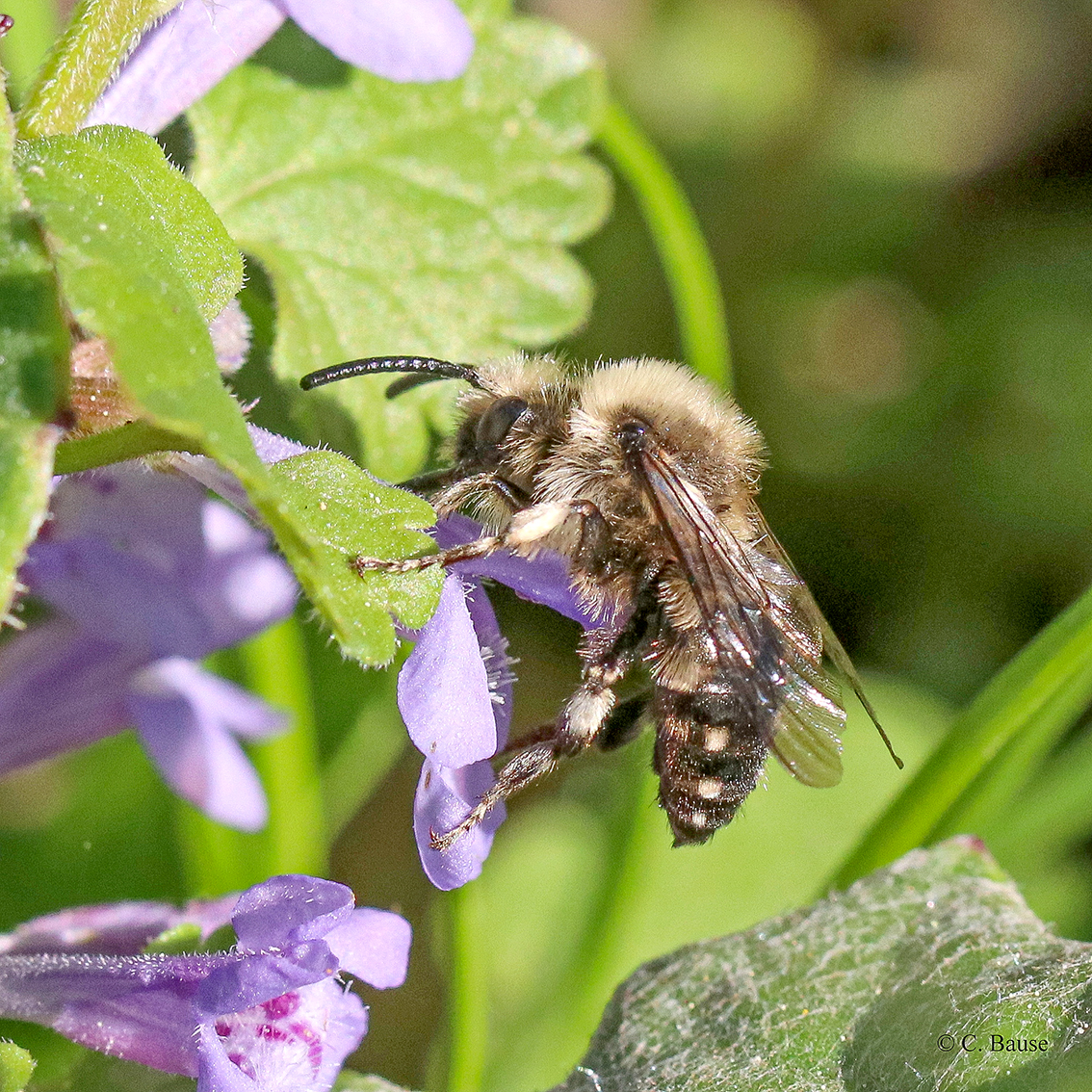 Wildbienen im Botanischen Garten
