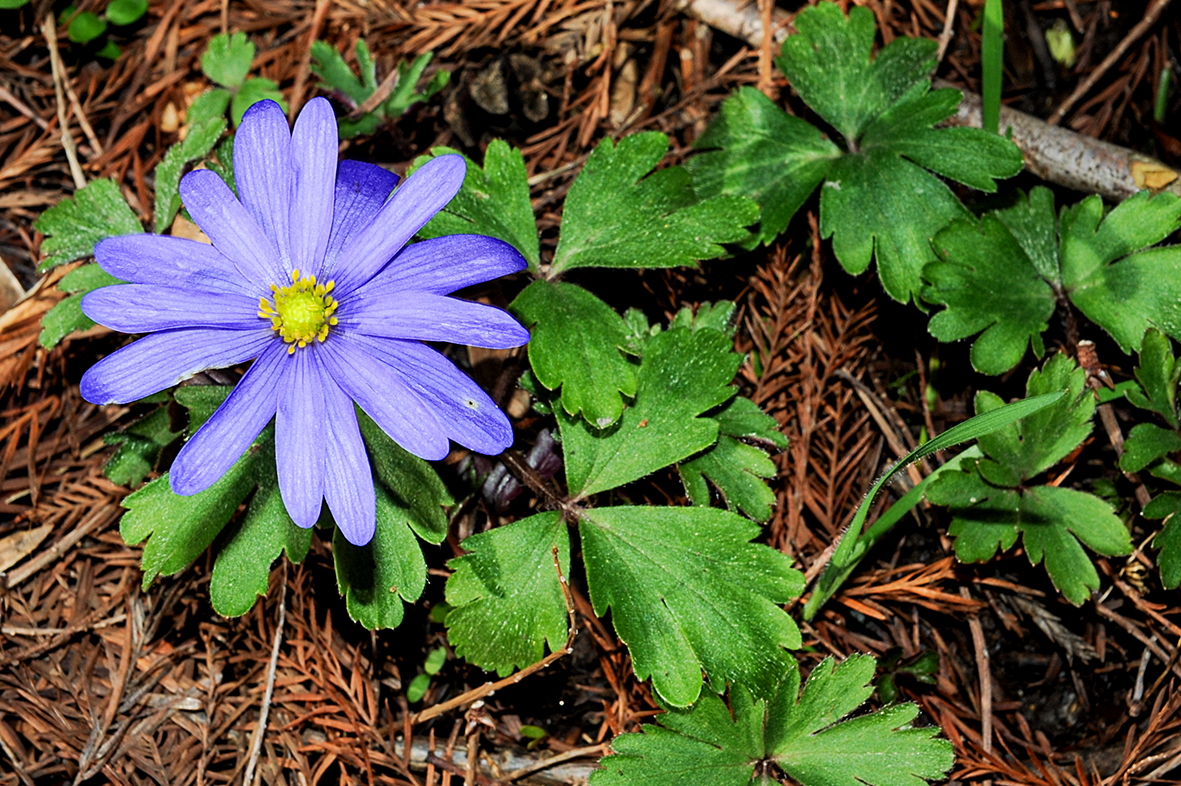 Anemone blanda