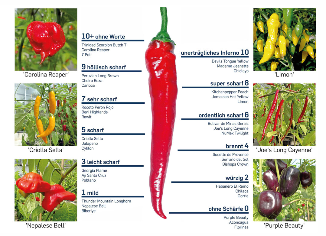 Chilis