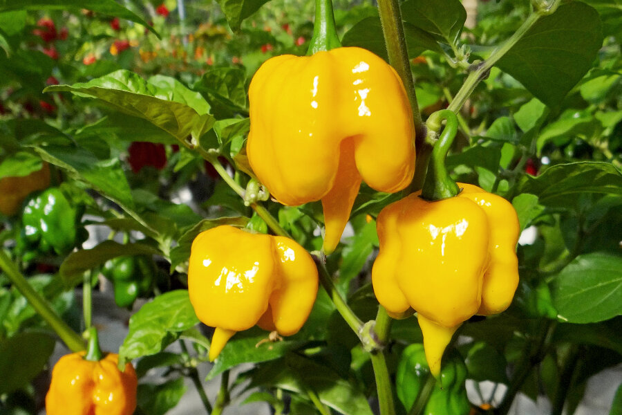 Capsicum chinense Trinidad Scorpion Butch T yellow
