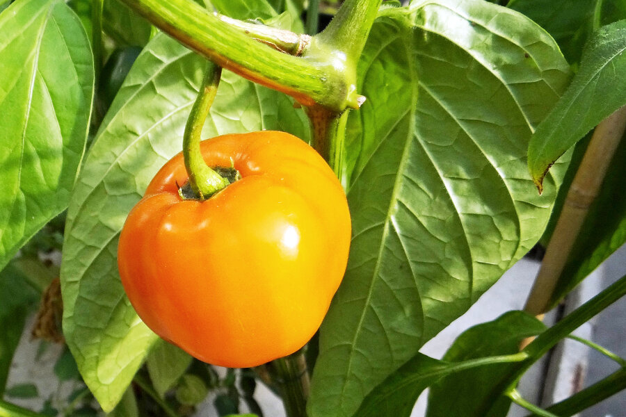 Capsicum_pubescens_Rocoto Marlene