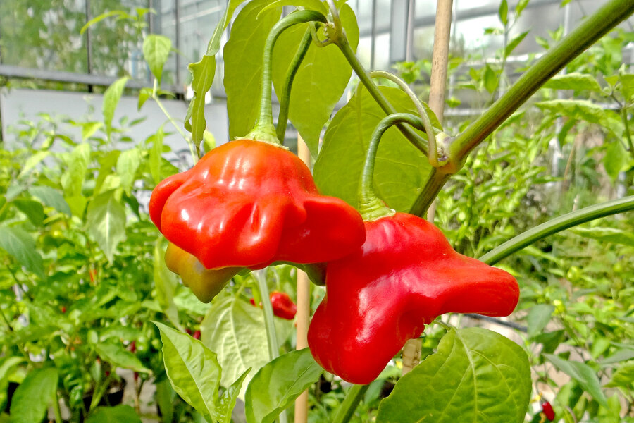 Capsicum_baccatum_Chili_Nepalese Bell