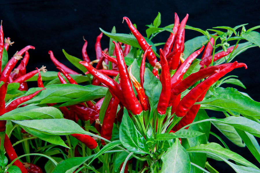 Capsicum annuum