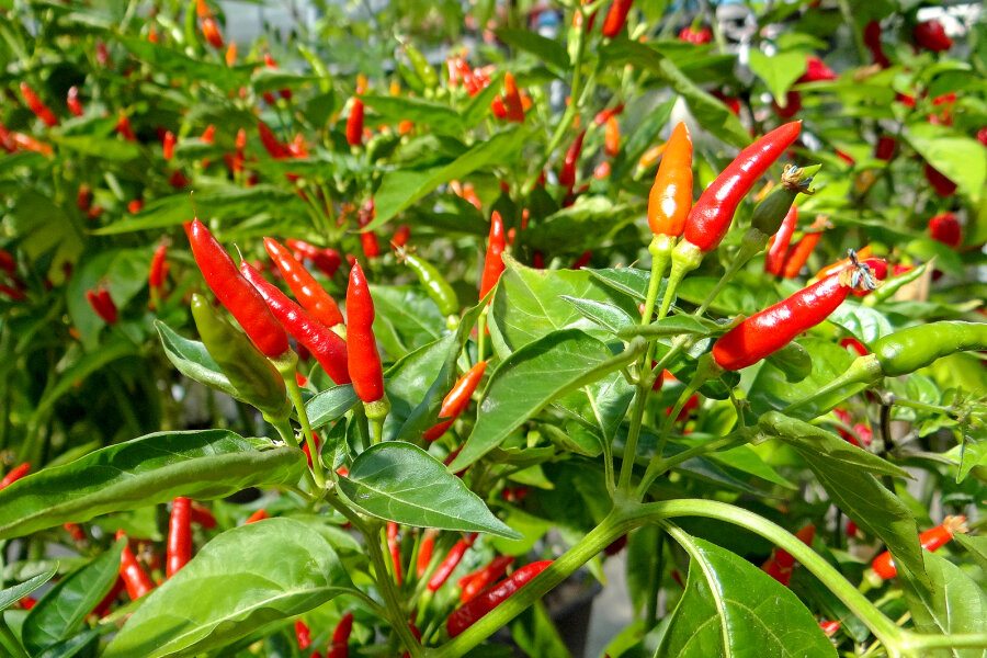 Capsicum_frutescens_Malagueta