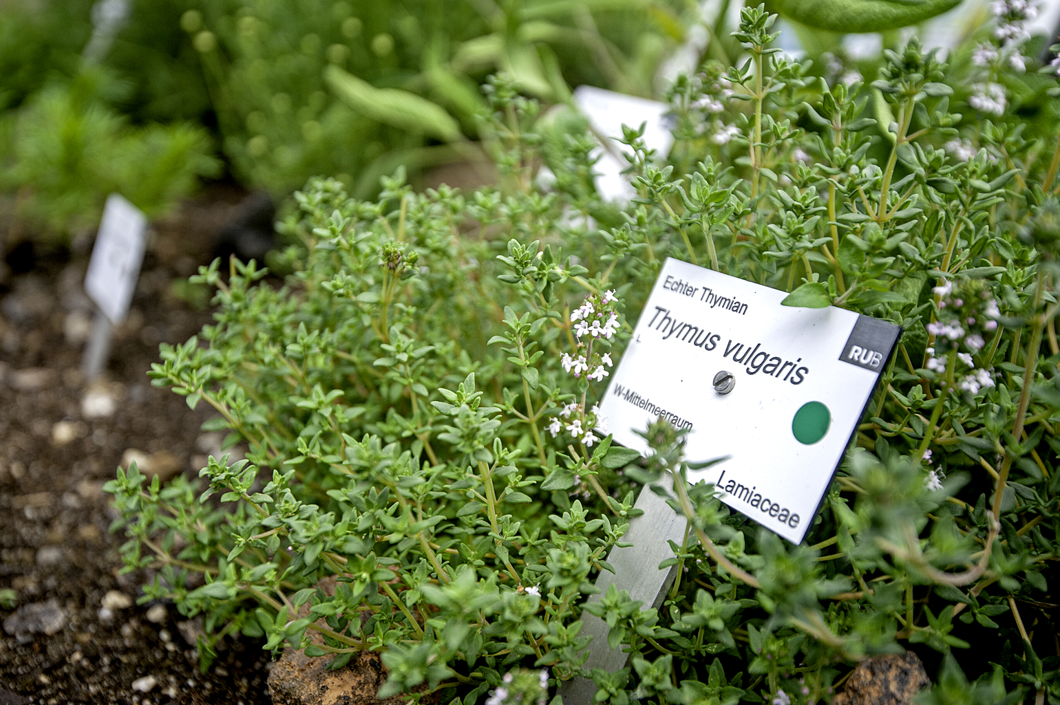Medicinal Garden