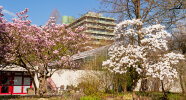 Magnolienblüte im Botanischen Garten - Foto: Wolfgang Stuppy; ©RUB