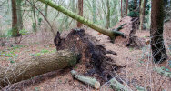 Umgestürzter Baum nach Sturm am 18.01.2018