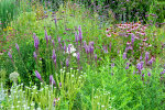 Herbaceous border opposite the display glasshouses - photo: Wolfgang Stuppy; ©RUB