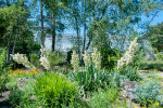 Blühende Yuccas gegenüber dem Wüstenhaus - Foto: Wolfgang Stuppy; ©RUB