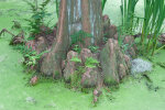 Wurzelknorren der Echten Sumpfzypresse (<i>Taxodium distichum</i> (L.) Rich., Cuppressaceae) - Foto: Wolfgang Stuppy; ©RUB