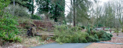 Umgestürzter Baum nach Sturm am 18.01.2018