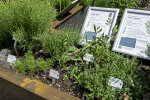 The medicinal plant garden - photo: Wolfgang Stuppy; ©RUB