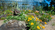 Sukkulenten im Freiland mit Kalifornischem Mohn (<i>Eschscholzia californica</i>) im Vordergrung - Foto: Wolfgang Stuppy; ©RUB