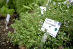 The medicinal plant garden - photo: Wolfgang Stuppy; ©RUB