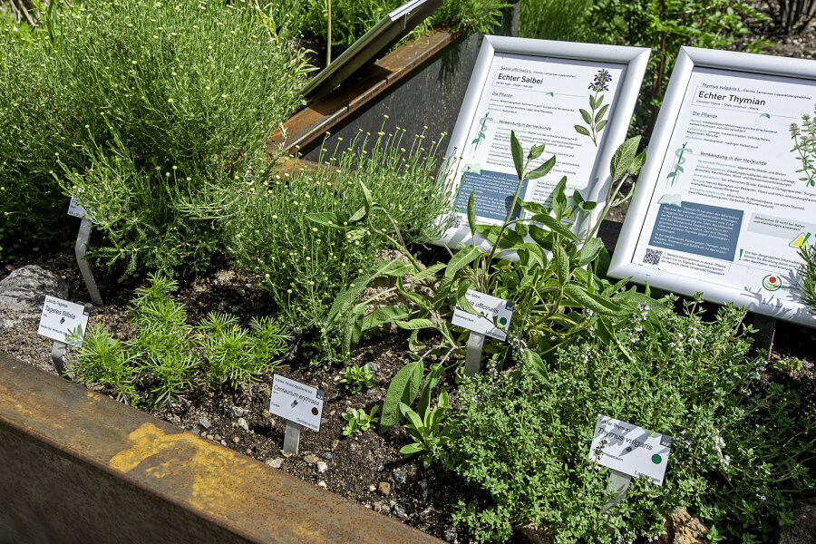 Medicinal Garden