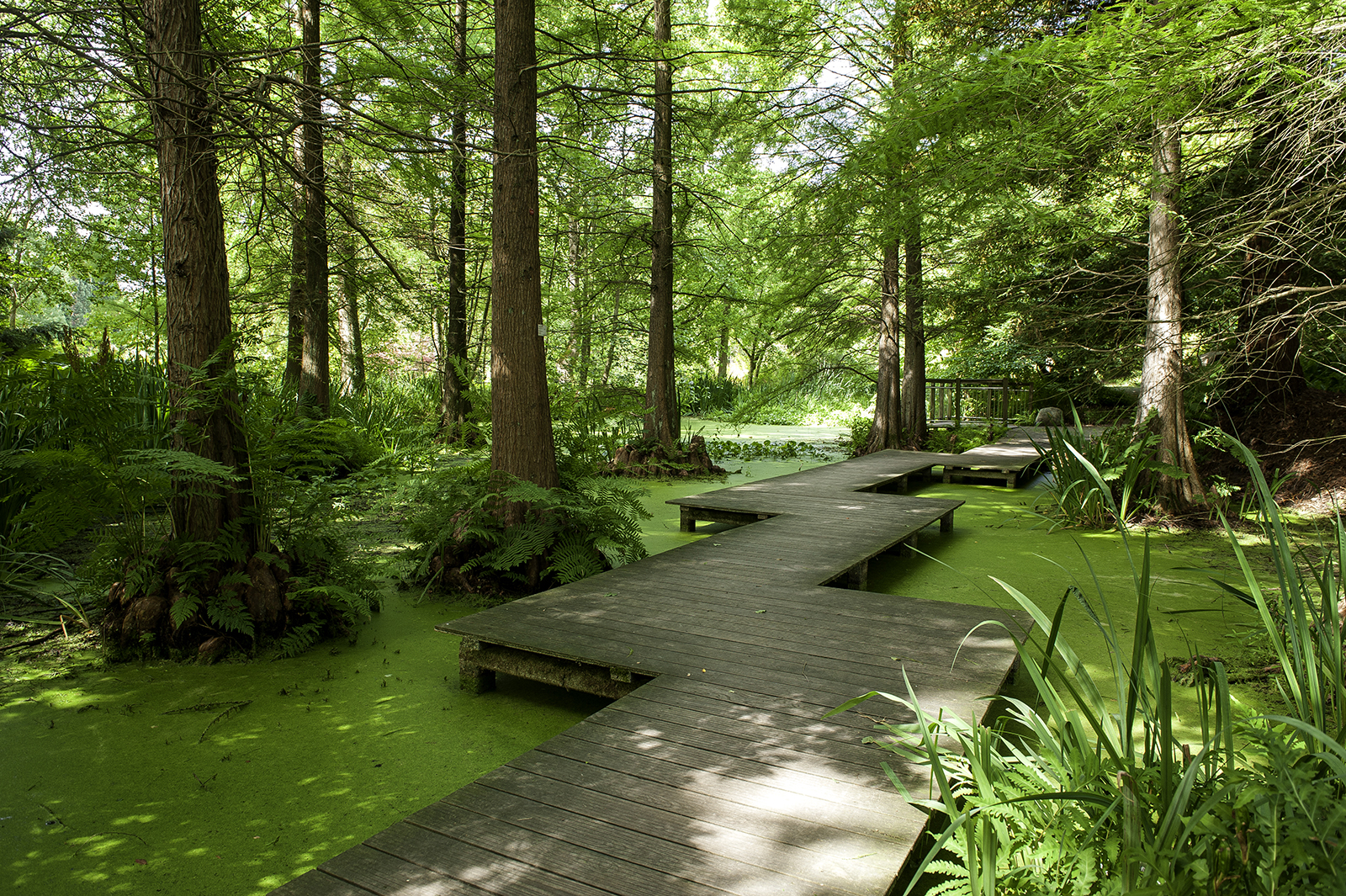 Tertiary Pond