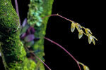Specklinia groby (Bateman ex Lindl.) F.Barros (Orchidaceae); Heimat: Mittel- und Südamerika - Foto: Wolfgang Stuppy; ©RUB