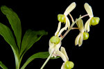 <i>Catasetum matogrossense</i> Bicalho (Orchidaceae); Heimat: Brasilien (Mato Grosso) - Foto: Wolfgang Stuppy; ©RUB