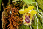 <i>Gastrochilus retrocallus </i> (Hayata) Hayata (Orchidaceae); Heimat: Nansei-Inseln bis Taiwan - Foto: Wolfgang Stuppy; ©RUB