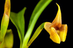 <i>Maxillaria macrantha</i> (Barb.Rodr.) Molinari (Orchidaceae); Heimat: Südamerika (Guyana bis Brasilien) - Foto: Wolfgang Stuppy; ©RUB