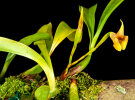 <i>Maxillaria macrantha</i> (Barb.Rodr.) Molinari (Orchidaceae); Heimat: Südamerika (Guyana bis Brasilien) - Foto: Wolfgang Stuppy; ©RUB