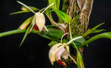 <i>Coelogyne xyrekes</i> Ridl. (Orchidaceae); Heimat: Thailand bis Sumatra - Foto: Wolfgang Stuppy; ©RUB