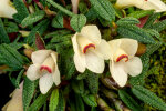<i>Dendrobium cuthbertsonii</i> F.Muell. (Orchidaceae); Heimat: Neuguinea bis Bismarck Archipel - Foto: Wolfgang Stuppy; ©RUB