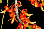 <i>Dendrobium unicum</i> Seidenf. (Orchidaceae); Heimat: Indochina (Laos, Thailand, Vietnam) - Foto: Wolfgang Stuppy; ©RUB