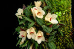 <i>Dendrobium cuthbertsonii</i> F.Muell. (Orchidaceae); Heimat: Neuguinea bis Bismarck Archipel - Foto: Wolfgang Stuppy; ©RUB