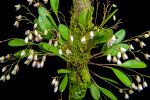 <i>Pabstiella elegantula</i> (Cogn.) Luer (Orchidaceae); Heimat: Brasilien (Rio de Janeiro, São Paulo) - Foto: Wolfgang Stuppy; ©RUB