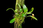 <i>Masdevallia arangoi</i> Luer & R.Escobar (Orchidaceae); Heimat: Kolumbien - Foto: Wolfgang Stuppy; ©RUB