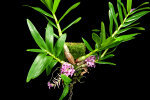 <i>Dendrobium bracteosum</i> var. <i>tanii</i> (unveröffentlichter Name, Orchidaceae); Heimat: Maluku (Mollukken) - Foto: Wolfgang Stuppy; ©RUB