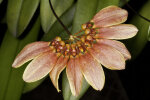 <i>Bulbophyllum mastersianum</i> x <i>lepidum</i> (Orchidaceae); Orchideen-Hybride - Foto: Wolfgang Stuppy; ©RUB