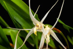 <i>Dendrobium nitidissimum</i> Rchb.f. (Orchidaceae); Heimat: Papua-Neuguinea bis Bismarck-Archipel - Foto: Wolfgang Stuppy; ©RUB