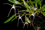 <i>Dendrobium franssenianum</i> J.J.Sm. (Orchidaceae); Heimat: westliches Neu-Guinea - Foto: Wolfgang Stuppy; ©RUB