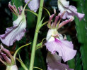 <i>Eulophia guineensis</i> Lindl. (Orchidaceae); Heimat: Kap Verde, tropisches Afrika bis Botswana, Arabische Halbinsel - Foto: Wolfgang Stuppy; ©RUB