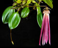 <i>Bulbophyllum plumatum</i> Ames (Orchidaceae); Heimat: Malaysische Halbinsel  (Johor), Sumatra, Philippinen (Mindanao) - Foto: Wolfgang Stuppy; ©RUB