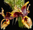 <i>Stanhopea tigrina </i>var.<i> nigroviolacea</i> C.Morren (Orchidaceae); Heimat: Mexiko (Veracruz, Hidalgo) - Foto: Wolfgang Stuppy; ©RUB