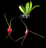 <i>Masdevallia goliath</i> Luer & Andreetta (Orchidaceae); Heimat: Südost-Ecuador bis Nordost-Peru - Foto: Wolfgang Stuppy; ©RUB