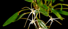 <i>Dendrobium franssenianum</i> J.J.Sm. (Orchidaceae); Heimat: westliches Neu-Guinea - Foto: Wolfgang Stuppy; ©RUB
