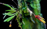 <i>Specklinia glandulosa</i> (Ames) Pridgeon & M.W.Chase (Orchidaceae); Heimat: Costa Rica bis Panama - Foto: Wolfgang Stuppy; ©RUB