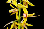 <i>Xylobium subintegrum</i> C.Schweinf. (Orchidaceae); Heimat: Süd-Ecuador bis Bolivien - Foto: Wolfgang Stuppy; ©RUB