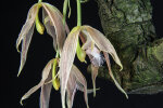 <i>Paphinia neudeckeri</i> Jenny (Orchidaceae); Heimat: Kolumbien bis Ecuador - Foto: Wolfgang Stuppy; ©RUB