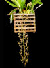<i>Gongora grossa</i> Rchb.f. (Orchidaceae); Heimat: Südwest-Kolumbien bis Nord-Peru und Venezuela - Foto: Wolfgang Stuppy; ©RUB