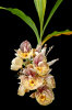 <i>Catasetum pileatum</i> Rchb.f. (Orchidaceae); Heimat: Trinidad bis Ecuador - Foto: Wolfgang Stuppy; ©RUB