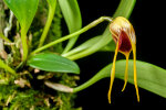 <i>Masdevallia arangoi</i> Luer & R.Escobar (Orchidaceae); Heimat: Kolumbien - Foto: Wolfgang Stuppy; ©RUB