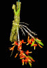 <i>Dendrobium unicum</i> Seidenf. (Orchidaceae); Heimat: Indochina (Laos, Thailand, Vietnam) - Foto: Wolfgang Stuppy; ©RUB