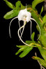 <i>Angraecum germinyanum</i> Hook.f. (Orchidaceae); Heimat: Komoren (La Réunion) - Foto: Wolfgang Stuppy; ©RUB