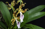 <i>Oncidium gayi</i> J.M.H.Shaw (Orchidaceae); Heimat: Ecuador bis N-Peru - Foto: Wolfgang Stuppy; ©RUB