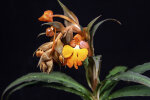 <i>Habenaria rhodocheila </i> Hance (Orchidaceae); Heimat:  S-China bis Halbinsel-Malaysia, Philippinen - photo: Wolfgang Stuppy; ©RUB